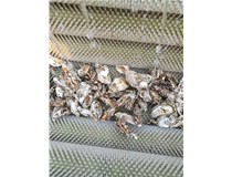 生蚝如何大批量清洗